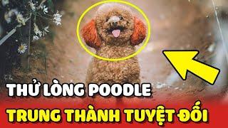 Cô gái THỬ LÒNG bé Poodle MÊ CHƠI quên mình khiến nhiều người XÚC ĐỘNG   Yêu Lu