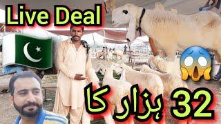 Live Deal Shahpur Kanjra Mandi Lahore Wednesday Lahore Mandi Kajla chatra Qurbani 202514August