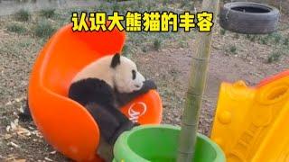 今天帶你認識大熊貓的豐容！