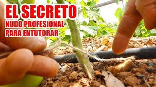 COMO HACER EL NUDO PERFECTO PARA ENTUTORAR TUS PLANTAS