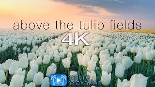 ABOVE THE TULIP FIELDS 4K Holland Spring 2 HR Aerial Drone Film + Calming Music - Quarantine 2020