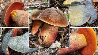 Hexenröhrling Verwechslung  Wann & Wo man Flockis finden kann  Neoboletus erythropus Schusterpilz