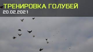 Тренировка голубей 20.02.2021 Первый бросок