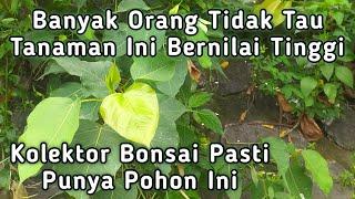 Tanaman bonsai yang banyak tumbuh di pinggir sungai