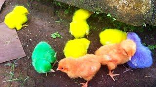 Anak Ayam Lucu Lucu ayam warna warni ayam rainbow ayam pelangi anak ayam bikin gemes