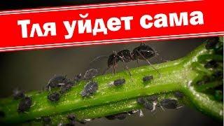 Лучшее экологичное средств от тли на розах на огурцах на деревьях. Как бороться с тлей и выиграть?