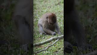 WildLife 73 monkeys eating grass