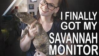 I FINALLY GOT MY SAVANNAH MONITOR Welcome home Archiebal