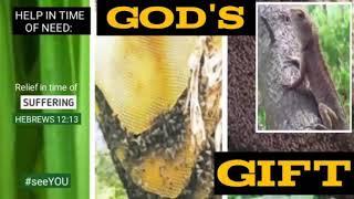 AMAZING BOY FIND GIANT #DELICIOUS HONEYBEE- PRIMITIVE TECHNOLOGY