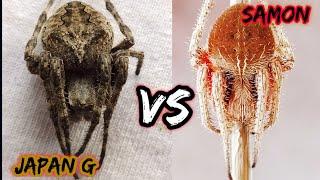 JAPAN SPIDER VS SAMON SPIDER - MONSTER SPIDER 