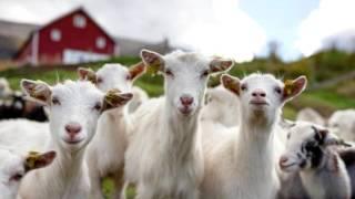 goat sound effect - sound of goat screaming