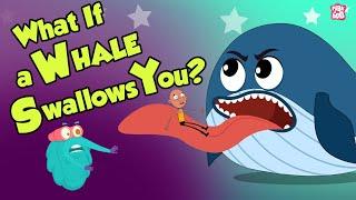 What If A Whale Swallows You?  Swallowed By A Whale  Dr Binocs Show  Peekaboo Kidz