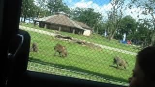 Knowsley baboons part 2