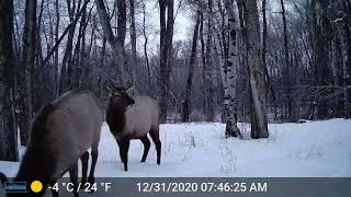 Winter Scenes from Earthfire’s Wildlife Corridor