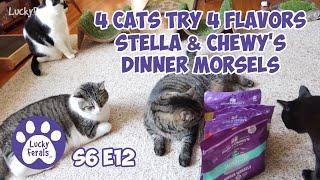 4 Cats Try 4 Flavors Of Stella & Chewys Freeze Dried Dinner Morsels S6 E12 Lucky Ferals Cat Videos