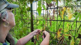 Fighting Tomato Blight  Identification and Management