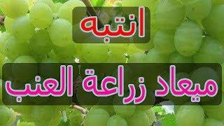 ميعاد زراعة العنب زراعة الاسطح