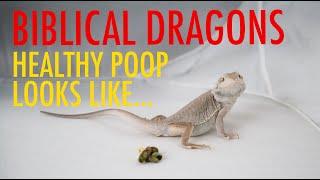Bearded Dragon Pooping  What Healthy Poop Should Look Like