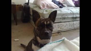 Pitbull Mix Boston Terrier - EvA