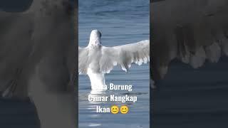 Suara Burung#shorts #vidioshort #burungkicau #burunggacor #animals