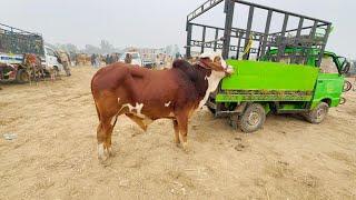 Today zahir peer mandi latest updateprinted Bulls in zahir peer cow mandiFirst video of 2024 mandi