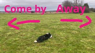 Sheepdog commands explained