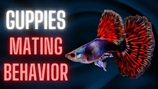 Guppies Mating Behavior – Guppy Fish Breeding Ritual