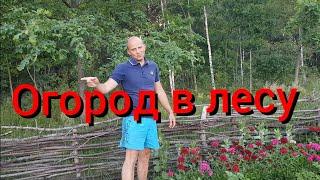 Что растёт на лесном огороде ? Стерилизация собаки Найды . Заготовка сена .Чебуреки из пельменей .