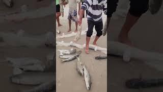 A pesca da Tainha começou 2024  #pescadatainha #praiadebombas #arrastão