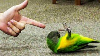Funny Parrots Videos Compilation Cute Moment Of The Animals  Cute Parrots Doing Funny Thing