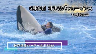 【シャチ】オルカパフォーマンス2024年6月30日【小松トレーナー水上演技多め回】