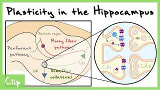 Long-Term Plasticity In The Hippocampus LTP LTD STDP  Clip