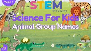 Animal Group Names  Science For Kids  STEM Home Learning