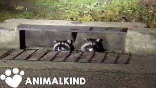 Sneaky raccoons compilation  Animalkind