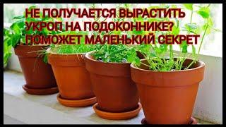 Не получается вырастить укроп на подоконнике? Поможет маленький секрет