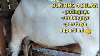 kambing indukkan bunting 4 bulan kondisinya seperti ini  update terbaru