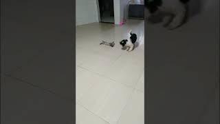 Gato e cachorro brincando #2024 #shors #pets #pets #brincando