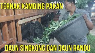 TERNAK KAMBING PAKAN DAUN SINGKONG DAN DAUN RANDU TAPI AMAN