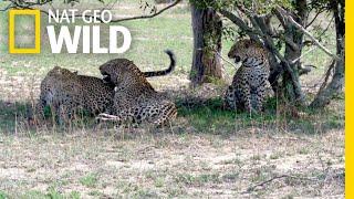Two Leopard Sisters Mate with Same Male in Rare Video  Nat Geo Wild