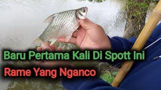 POINT‼️Branjang Ikan Tawes Dibawah Pohon Trembesi  Eps. 13