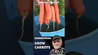 ZANAHORIAS #shorts #shortsyoutube