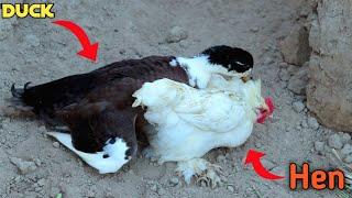 duck breeding hen