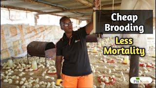 Cheap and Easy Brooding Broiler Chicken Without Mortality