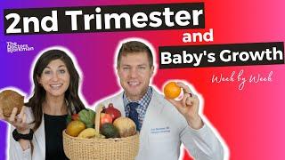 Babys Second Trimester Growth & The Anatomy Scan