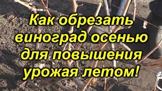 Как обрезать взрослый куст винограда осенью - наглядно и доступно.