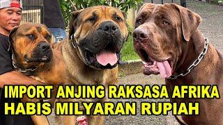 Import Anjing Raksasa Afrika Senilai Milyaran Rupiah - Boerboel Mastiff