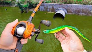 Fishing a Snake Lure for Pond MONSTERS