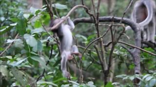 BABY MONKEY FALLS FROM BRANCH SAD