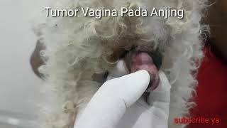 Tumor Vagina Pada Anjing