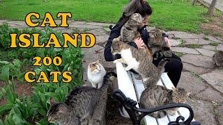 I cant imagine a world without cats. Lets visit the world of cats namely the Cat Island.